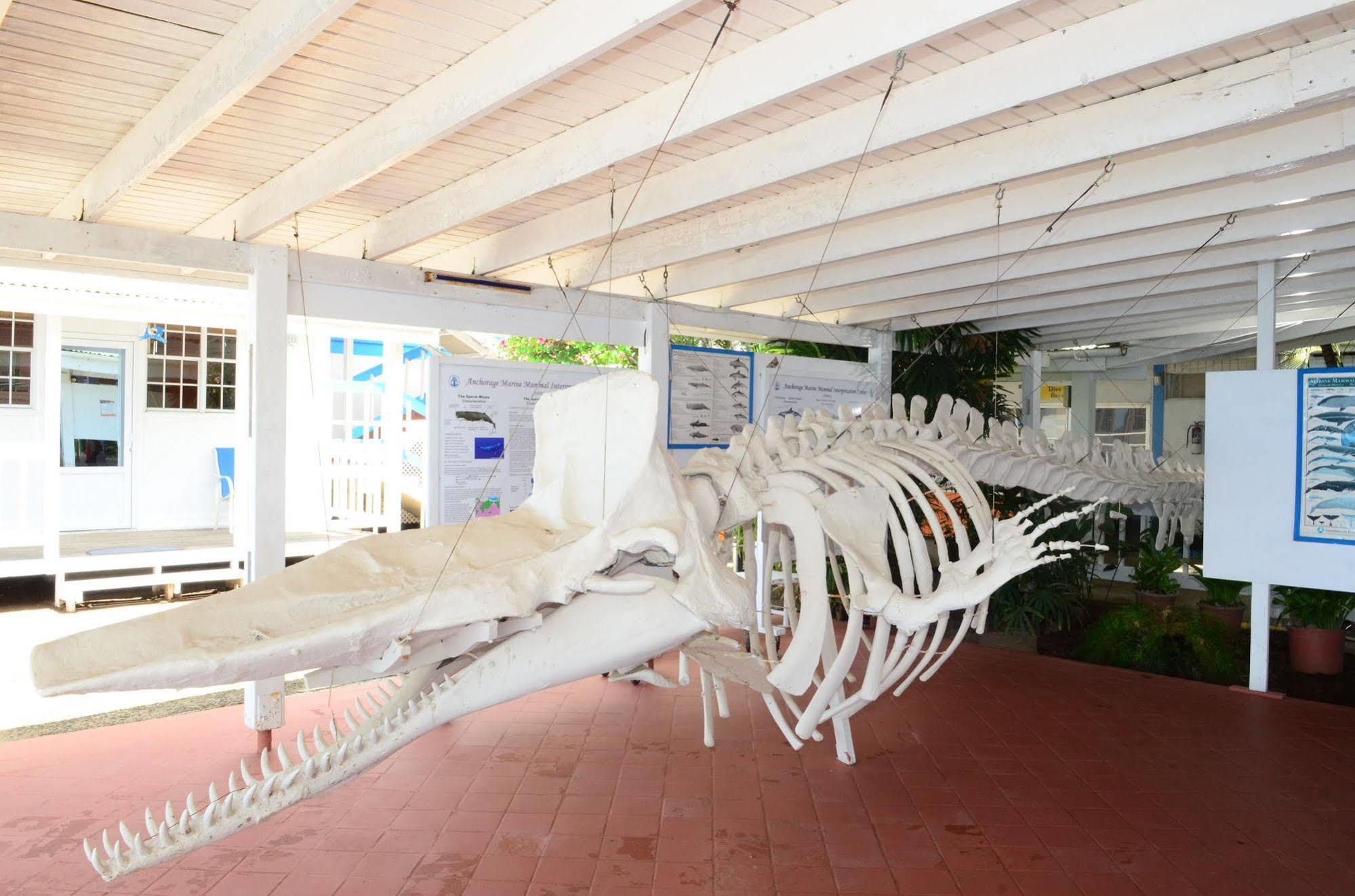Anchorage Hotel, Whale Watch & Dive Center Roseau Exterior foto